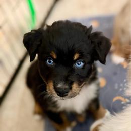 Violet - Black tri-color female Australian Shepherd puppy in Clover, South Carolina from Jo’s Aussies