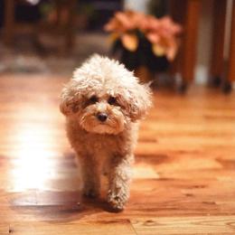 Waffles - Maltipoo