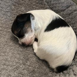 Black White Parti Male - Parti male Yorkipoo puppy in Topeka, Kansas from Bayless Yorkiepoos