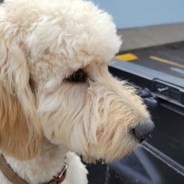 Dixie - Goldendoodle