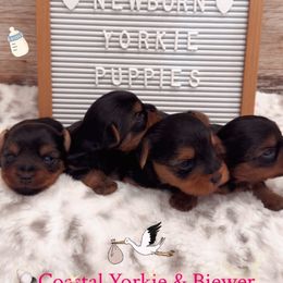Yorkie baby boy - Black and tan male Yorkshire Terrier puppy in North Chelmsford, Massachusetts from Coastal Yorkshire Terrier Yorkies & Biewer Terriers