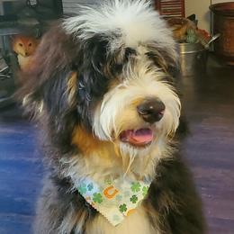 Ember - Bernedoodle