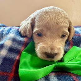 Spring Flame - Apricot male Goldendoodle puppy in Roy, Utah from Doodles are Amazing