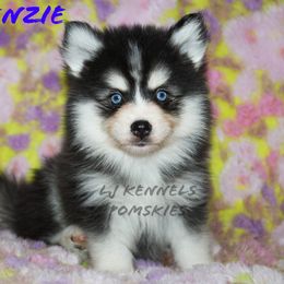 Makenzie - Black and white male Pomsky puppy in Centerville, Iowa from LJ Kennels Pomskies, LLC
