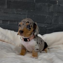 Bella - Dapple female Dachshund puppy in Goodyear, Arizona from AZ Royal Doxies llc