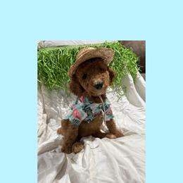 AKC Standard poodle Belle - Red  female Poodle puppy in Harrisburg, Arkansas from Ransone’s Ridge Runners Poodles and Doodles
