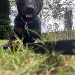 German Shepherd Puppies from Paws Of Germany