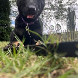 German Shepherd Puppies from Paws Of Germany