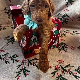 Poodle Puppies from CAStandardPoodles