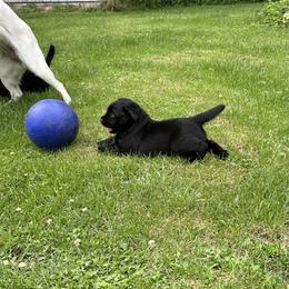 Labrador Retriever Puppies from Findaway Labradors
