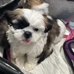 Patch - Tricolor male Shih Tzu puppy in Bakersfield, California from Little pumpkin Shih Tzu’s