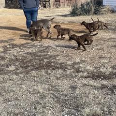 Chesapeake Bay Retriever Puppies from Troy Koster