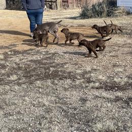 Chesapeake Bay Retriever Puppies from Troy Koster