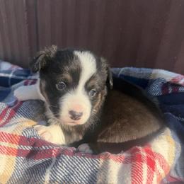 Peter - Black and tan male Pembroke Welsh Corgi puppy in Bloomfield, Iowa from Beebe’s Corgis