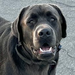 Hank - Labrador Retriever