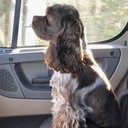 Copper - Cocker Spaniel