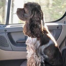 Copper - Cocker Spaniel