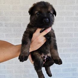 Boris Karloff - Sable male German Shepherd puppy in Winston Salem, North Carolina from Samtastic Shepherds