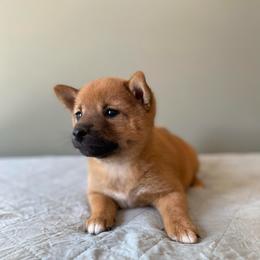 Posey - Red female Shiba Inu puppy in Monett, Missouri from Happy Tails Shiba Inus