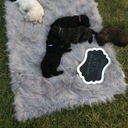 German Shepherd and Poodle Puppies from United Broughton Kennel