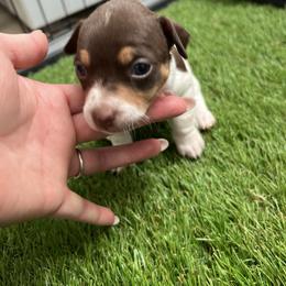 Luna - White and chocolate female Teddy Roosevelt Terrier puppy in Troy, Ohio from Wiggle Wags Miniature American Shepherds
