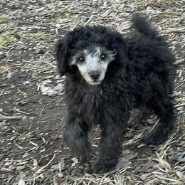 Twig (dark blue) - Silver male Poodle puppy in Cabool, Missouri from Rafter B Farms