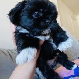 Shih Tzu All Grown Up from Precious Paws Shih tzus
