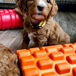Cavapoo Puppies from Cedar Sprout Puppies