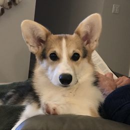 MINY WYNNNE - Black and tan female Pembroke Welsh Corgi puppy in Aumsville, Oregon from Winterflower Corgis
