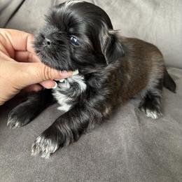 Ivy - Black and white female Shih Tzu puppy in Lakeland, Florida from Sunshine Shih Tzus