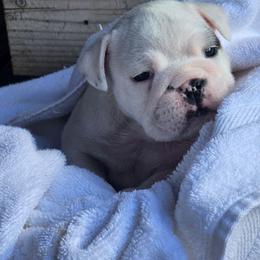 Boy - White male Bulldog puppy in Laurel, Montana from Bull Mountain Bulldogs