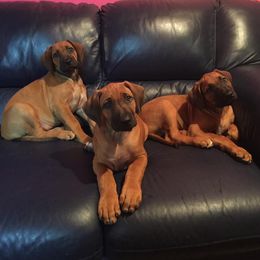 Rhodesian Ridgebacks from Adwera Rhodesian Ridgebacks