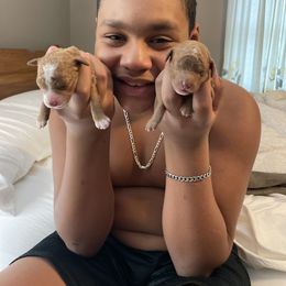 Poodle Puppies from Grandy’s Pretty Poodles