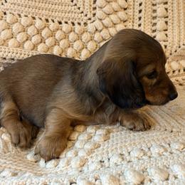 Spring Brook I Will Always Love You - Cream female Dachshund puppy in New Ross, Indiana from Spring Brook Farms, LLC