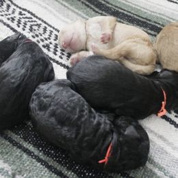 Goldendoodle Puppies from WNC Mountain Doodles