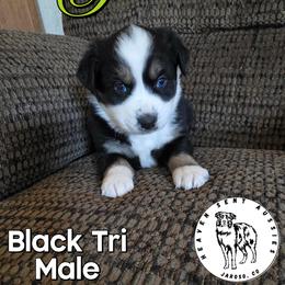 Penn - Black tri male Miniature Australian Shepherd puppy in Jaroso, Colorado from Heaven Sent Aussies