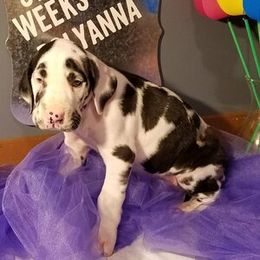 Great Dane Puppies from Acres Verdes Danes