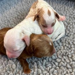 Jersey's Boy 1 - Red  male Goldendoodle puppy in Pleasant Grove, Utah from Destination Doodles