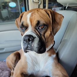 Gemma - Boxer
