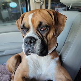 Gemma - Boxer