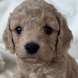 Cavapoos and Poodles from Cara Howell