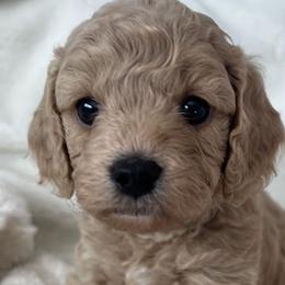 Cavapoos and Poodles from Cara Howell