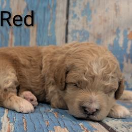 Mr Red - Apricot male Goldendoodle puppy in Lebanon, Pennsylvania from Robertson's Retrievers and Doodles