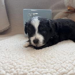 Dasher - Black & white male Toy Australian Shepherd puppy in Aurora, Missouri from Sweet Peach Puppies