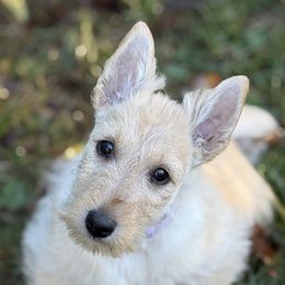 Purple girl - Wheaten female Scottish Terrier puppy in Worthington, Ohio from Capstone Scottish Terriers