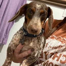 Dolly - Dachshund