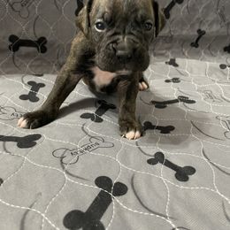 Boxer Puppies from Caprock Boxers