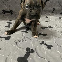 Boxer Puppies from Caprock Boxers
