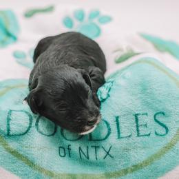 Red Boy F1B Mini Goldendoodle - Black male Goldendoodle puppy in Mckinney, Texas from Doodles of North Tx