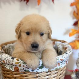 Ms Blue - Golden female Golden Retriever puppy in Moapa, Nevada from Little Bitta Luck Farms
